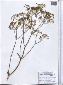 Ferula karategina Lipsky ex Korovin, Middle Asia, Pamir & Pamiro-Alai (M2) (Tajikistan)