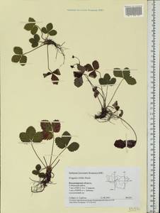 Fragaria viridis Duchesne, Eastern Europe, Central region (E4) (Russia)