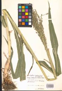 Sorghum bicolor (L.) Moench, Eastern Europe, Lower Volga region (E9) (Russia)