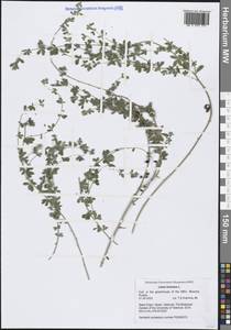 Lotus hirsutus L., Western Europe (EUR) (Spain)