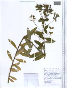 Euphorbia tauricola Prokh., Caucasus, Black Sea Shore (from Novorossiysk to Adler) (K3) (Russia)
