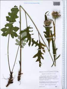 Saussurea recurvata (Maxim.) Lipsch., Siberia, Russian Far East (S6) (Russia)