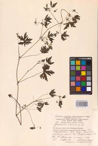 Geranium sibiricum L., Eastern Europe, Eastern region (E10) (Russia)