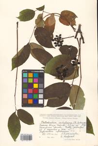 Phellodendron amurense var. sachalinense F.Schmidt, Siberia, Russian Far East (S6) (Russia)