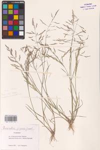 Puccinellia gigantea (Grossh.) Grossh., Eastern Europe, Lower Volga region (E9) (Russia)