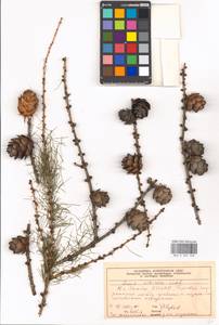 Larix sibirica Ledeb., Eastern Europe, Moscow region (E4a) (Russia)