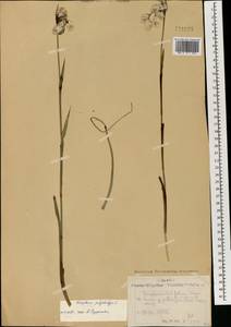 Eriophorum angustifolium Honck., Mongolia (MONG) (Mongolia)