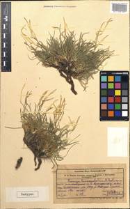 Parrya pavlovii A.N.Vassiljeva, Middle Asia, Western Tian Shan & Karatau (M3) (Kazakhstan)