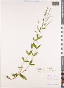 Epilobium lamyi F. W. Schultz, Eastern Europe, Moscow region (E4a) (Russia)