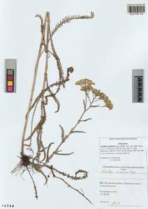 Achillea asiatica Serg., Siberia, Altai & Sayany Mountains (S2) (Russia)