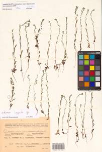 MHA0152200_2, Lappula, Eastern Europe, Lower Volga region (E9) (Russia)