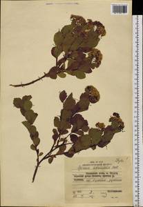 Spiraea betulifolia Pall., Siberia, Russian Far East (S6) (Russia)