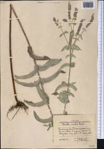 Mentha longifolia var. asiatica (Boriss.) Rech.f., Middle Asia, Western Tian Shan & Karatau (M3) (Uzbekistan)