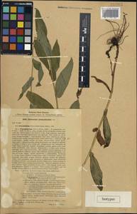 Hieracium prenanthoides subsp. hypoglaucum Litv. & Zahn, Caucasus, Stavropol Krai, Karachay-Cherkessia & Kabardino-Balkaria (K1b) (Russia)