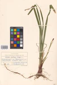 Carex pilosa Scop., Eastern Europe, Western region (E3) (Russia)