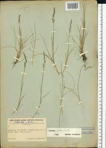 Festuca ovina L., Siberia, Baikal & Transbaikal region (S4) (Russia)