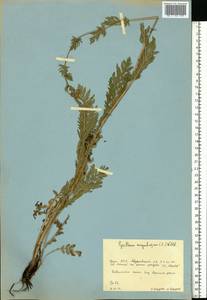 Tanacetum corymbosum subsp. corymbosum, Eastern Europe, Eastern region (E10) (Russia)