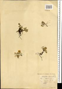 Potentilla acaulis L., Mongolia (MONG) (Mongolia)