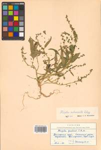 Atriplex subcordata Kitag., Siberia, Russian Far East (S6) (Russia)