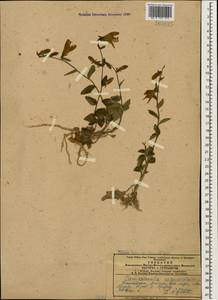 Campanula rapunculoides L., Caucasus, Armenia (K5) (Armenia)