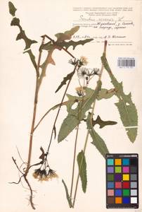 Sonchus arvensis L., Eastern Europe, Central region (E4) (Russia)