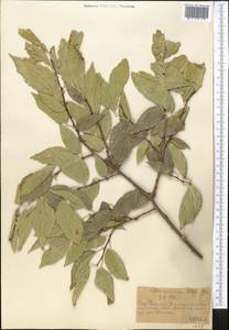 Celtis caucasica Willd., Middle Asia, Western Tian Shan & Karatau (M3) (Kazakhstan)