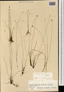 Carex sajanensis V.I.Krecz., Mongolia (MONG) (Mongolia)