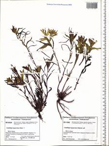 Castilleja pallida var. hyparctica (Rebrist.) J.M.Egger, Siberia, Central Siberia (S3) (Russia)