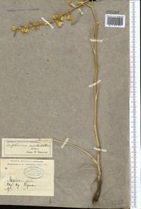 Delphinium semibarbatum Bien. ex Boiss., Middle Asia, Karakum (M6) (Turkmenistan)