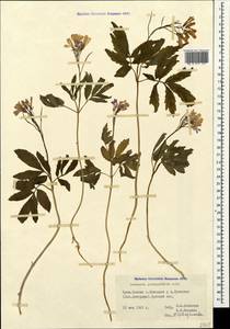 Cardamine quinquefolia (M. Bieb.) Schmalh., Crimea (KRYM) (Russia)