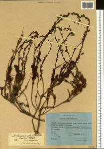 Artemisia obtusiloba subsp. martjanovii (Krasch. ex Poljakov) Krasnob., Siberia, Yakutia (S5) (Russia)