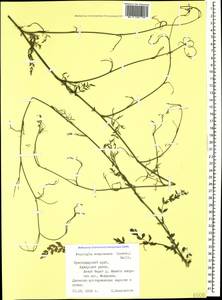 Froriepia subpinnata (Ledeb.) Baill., Caucasus, Black Sea Shore (from Novorossiysk to Adler) (K3) (Russia)