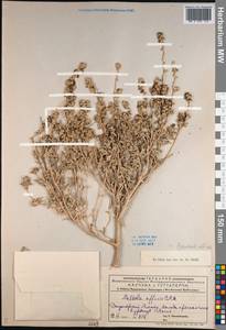 Pyankovia affinis (C. A. Mey. ex Schrenk) Mosyakin & Roalson, Middle Asia, Dzungarian Alatau & Tarbagatai (M5) (Kazakhstan)