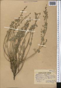 Artemisia rutifolia Steph. ex Spreng., Middle Asia, Pamir & Pamiro-Alai (M2) (Tajikistan)