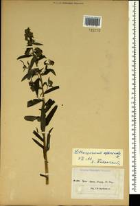 Lithospermum officinale L., Crimea (KRYM) (Russia)