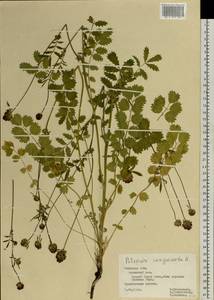 Poterium sanguisorba, Eastern Europe, Central forest-and-steppe region (E6) (Russia)