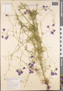 Delphinium consolida subsp. paniculatum (Host) N. Busch, Caucasus, Black Sea Shore (from Novorossiysk to Adler) (K3) (Russia)