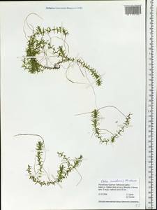 Elodea canadensis Michx., Siberia, Baikal & Transbaikal region (S4) (Russia)