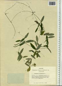 Lathyrus palustris L., Siberia, Western Siberia (S1) (Russia)