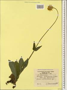 Knautia tatarica (L.) Szabó, Caucasus, South Ossetia (K4b) (South Ossetia)