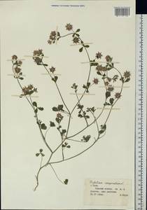 Trifolium resupinatum L., Eastern Europe, Central region (E4) (Russia)