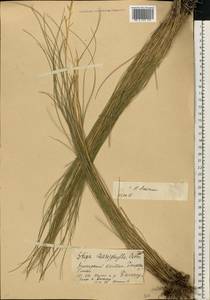 Stipa dasyphylla (Lindem.) Czern. ex Trautv., Eastern Europe, Eastern region (E10) (Russia)