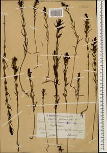 Macrosyringion glutinosum (M. Bieb.) Rothm., Caucasus, Armenia (K5) (Armenia)