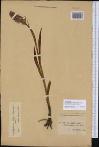 Dactylorhiza fuchsii × incarnata, Eastern Europe, Western region (E3) (Russia)