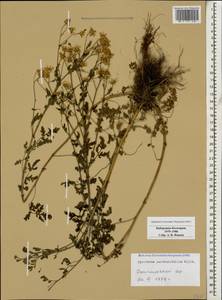 Tanacetum partheniifolium (Willd.) Sch. Bip., Caucasus, Stavropol Krai, Karachay-Cherkessia & Kabardino-Balkaria (K1b) (Russia)