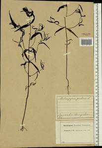Melampyrum pratense L., Eastern Europe, Central forest region (E5) (Russia)