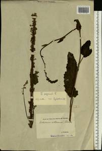 Verbascum nigrum L., Eastern Europe, Estonia (E2c) (Estonia)