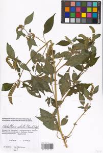 Elsholtzia ciliata (Thunb.) Hyl., Eastern Europe, Moscow region (E4a) (Russia)