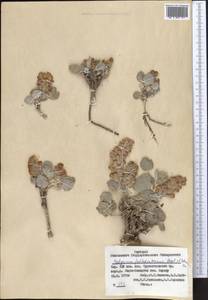 Hedysarum iliense B.Fedtsch., Middle Asia, Pamir & Pamiro-Alai (M2) (Kyrgyzstan)