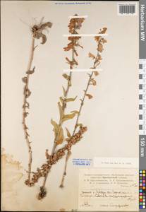 Campanula bononiensis L., Eastern Europe, Eastern region (E10) (Russia)